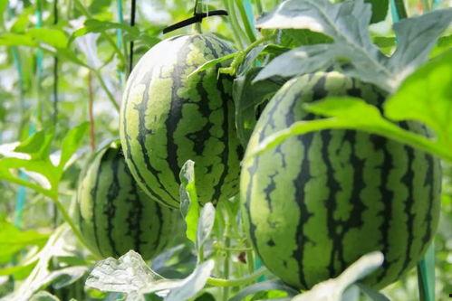 免费吃瓜聚集地,畅享娱乐盛宴的绝佳去处  第3张