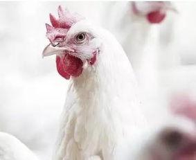 肉鸡背影爆料视频大全集,揭秘幕后真相与感人瞬间  第2张