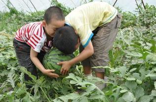 凉山吃瓜网红事件,揭秘网络舆论背后的真相与反思  第2张